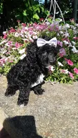 AKC Dolly - small mini, a female Poodle - Miniature  for sale in Statesville, NC – 10 of 10