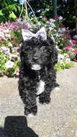AKC Dolly - small mini, a female Poodle - Miniature  for sale in Statesville, NC – 5 of 10