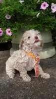 AKC Max - tiny mini, a male Poodle - Miniature  for sale in Statesville, NC – 9 of 10