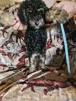 Baby Blue Girl, a female Aussiedoodle and Poodle - Miniature  for sale in Cole, OK – 2 of 4