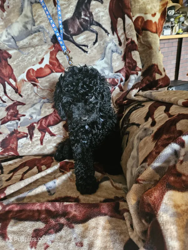Dark Blue Boy – Poodle - Miniature  puppy for sale in Cole, OK