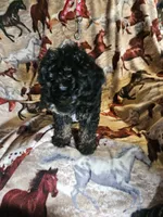  Red Collar Girl , a female Aussiedoodle for sale in Cole, OK – 5 of 6