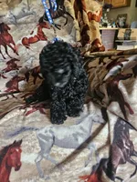 Dark Blue Boy, a male Poodle - Miniature  for sale in Cole, OK – 3 of 3