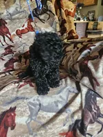 Dark Blue Boy, a male Poodle - Miniature  for sale in Cole, OK – 2 of 3