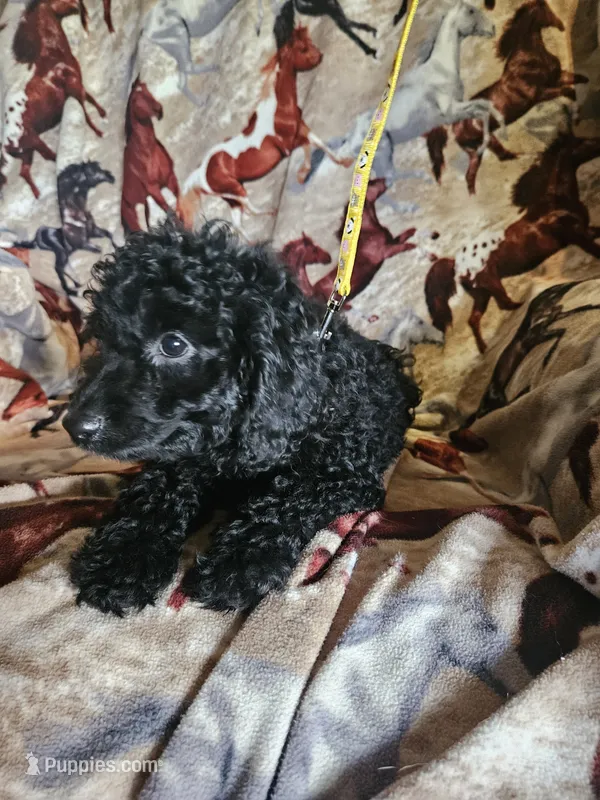 Yellow Little Boy – Poodle - Miniature  puppy for sale in Cole, OK