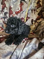 Yellow Little Boy, a male Poodle - Miniature  for sale in Cole, OK – 1 of 3