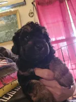  Red Collar Girl , a female Aussiedoodle for sale in Cole, OK – 3 of 6
