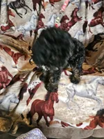  Red Collar Girl , a female Aussiedoodle for sale in Cole, OK – 6 of 6