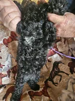 Black Girl, a female Aussiedoodle and Poodle - Miniature  for sale in Cole, OK – 3 of 3
