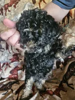 Baby Blue Girl, a female Aussiedoodle and Poodle - Miniature  for sale in Cole, OK – 1 of 4