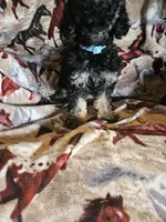 Baby Blue Girl, a female Aussiedoodle and Poodle - Miniature  for sale in Cole, OK – 4 of 4