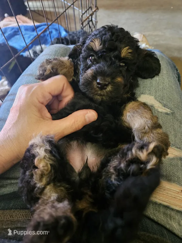  Red Collar Girl  – Aussiedoodle puppy for sale in Cole, OK