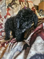 Black Girl, a female Aussiedoodle and Poodle - Miniature  for sale in Cole, OK – 2 of 3