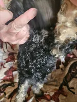 Baby Blue Girl, a female Aussiedoodle and Poodle - Miniature  for sale in Cole, OK – 3 of 4