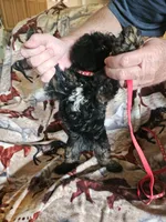  Red Collar Girl , a female Aussiedoodle for sale in Cole, OK – 4 of 6