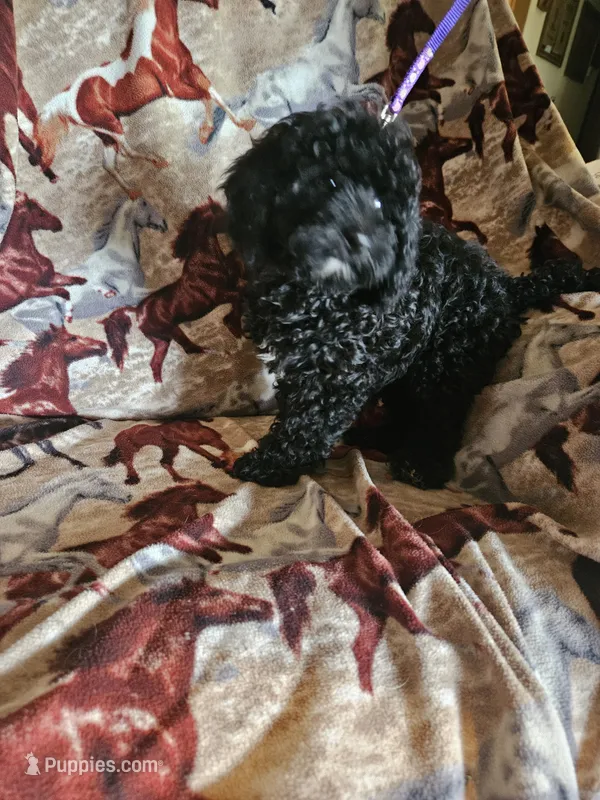 Black Girl – Aussiedoodle, Poodle - Miniature  puppy for sale in Cole, OK