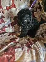 Black Girl, a female Aussiedoodle and Poodle - Miniature  for sale in Cole, OK – 1 of 3