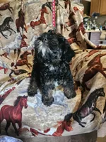  Red Collar Girl , a female Aussiedoodle for sale in Cole, OK – 2 of 6