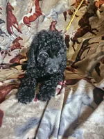 Yellow Little Boy, a male Poodle - Miniature  for sale in Cole, OK – 3 of 3
