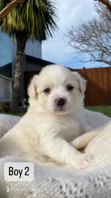 Pomeranian Papillon Puppies – Papillon, Pomeranian puppy for sale in Portland, OR