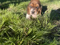 Beau, a male Basset Hound for sale in Kansas City, MO – 5 of 8