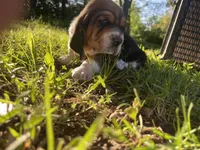 Beau, a male Basset Hound for sale in Kansas City, MO – 3 of 8