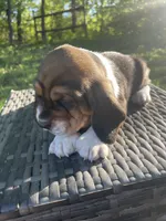 Beau, a male Basset Hound for sale in Kansas City, MO – 2 of 8