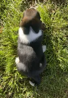 Mae, a female Basset Hound for sale in Kansas City, MO – 6 of 7