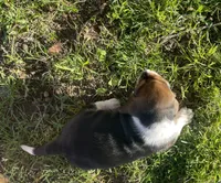 Beau, a male Basset Hound for sale in Kansas City, MO – 4 of 8