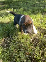 Mae, a female Basset Hound for sale in Kansas City, MO – 5 of 7