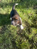 Mae, a female Basset Hound for sale in Kansas City, MO – 3 of 7