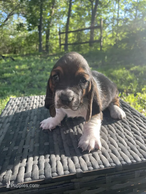 Mae – Basset Hound puppy for sale in Kansas City, MO