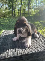 Mae, a female Basset Hound for sale in Kansas City, MO – 1 of 7
