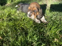 Beau, a male Basset Hound for sale in Kansas City, MO – 7 of 8