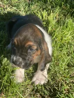 Mae, a female Basset Hound for sale in Kansas City, MO – 2 of 7