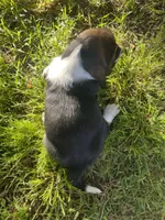 Mae, a female Basset Hound for sale in Kansas City, MO – 7 of 7