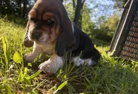 Beau, a male Basset Hound for sale in Kansas City, MO – 1 of 8