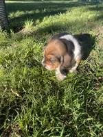 Beau, a male Basset Hound for sale in Kansas City, MO – 8 of 8