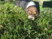 Beau, a male Basset Hound for sale in Kansas City, MO – 6 of 8