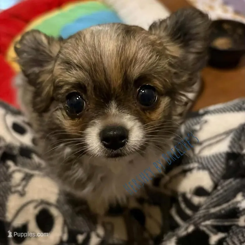 AKC Hershey - brindle – Chihuahua puppy for sale in Olmitz, KS