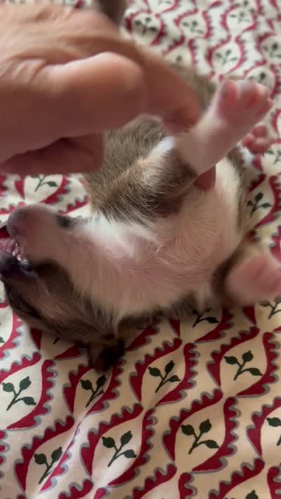Jersey , a male Chihuahua for sale in Olmitz, KS – 3 of 6