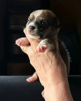 Jersey , a male Chihuahua for sale in Olmitz, KS – 2 of 6