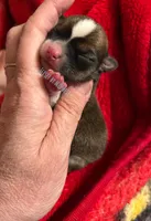Jersey , a male Chihuahua for sale in Olmitz, KS – Photo 3 of 10