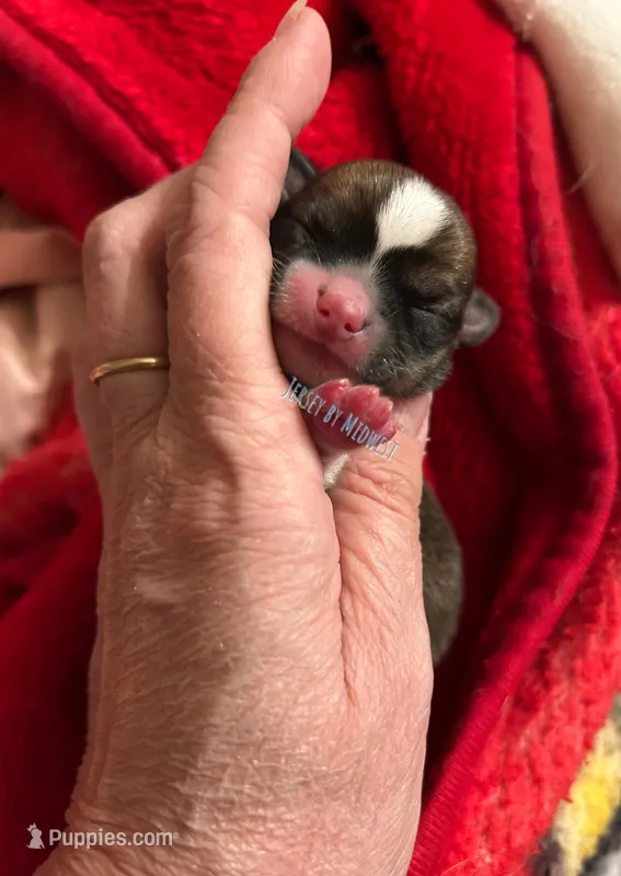 Jersey  – Chihuahua puppy for sale in Olmitz, KS