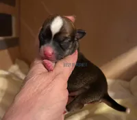 Jersey , a male Chihuahua for sale in Olmitz, KS – Photo 8 of 10