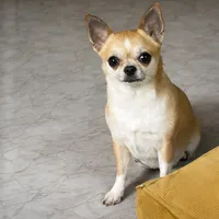 Jersey , a male Chihuahua for sale in Olmitz, KS – Photo 10 of 10