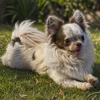 Jersey , a male Chihuahua for sale in Olmitz, KS – Photo 9 of 10