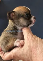 Jersey , a male Chihuahua for sale in Olmitz, KS – 1 of 6