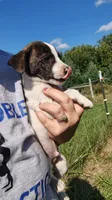 midget, a male Rat Terrier and Chihuahua for sale in Goshen, IN – 2 of 3