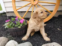 Zaine , a male Golden Retriever for sale in Goshen, IN – 3 of 3